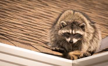 Raccoons Do Not Make Good Roommates