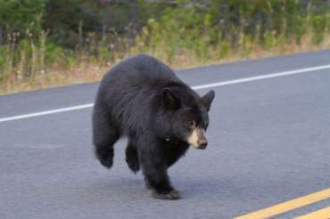 What To Do If You Encounter A Black Bear