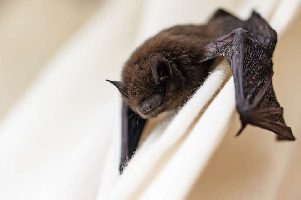 Signs and Dangers of a Bat Infestation in Your Home