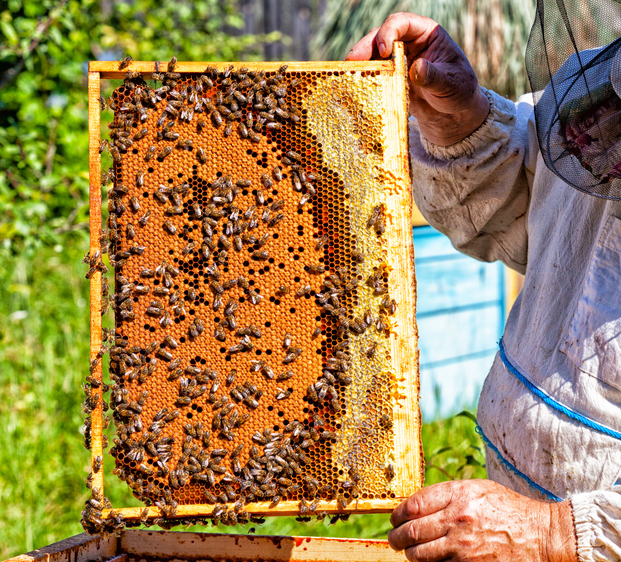 Bee A Honeybee Helper