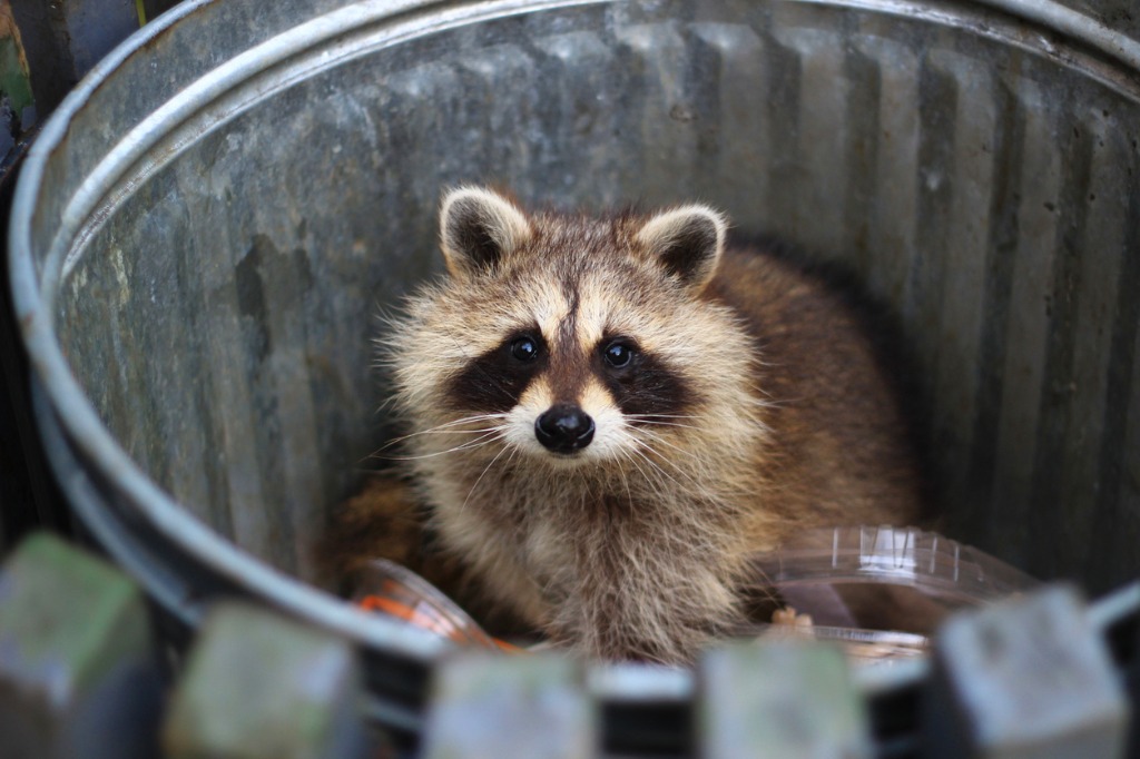 Dangers of Raccoons in and Around Your Home