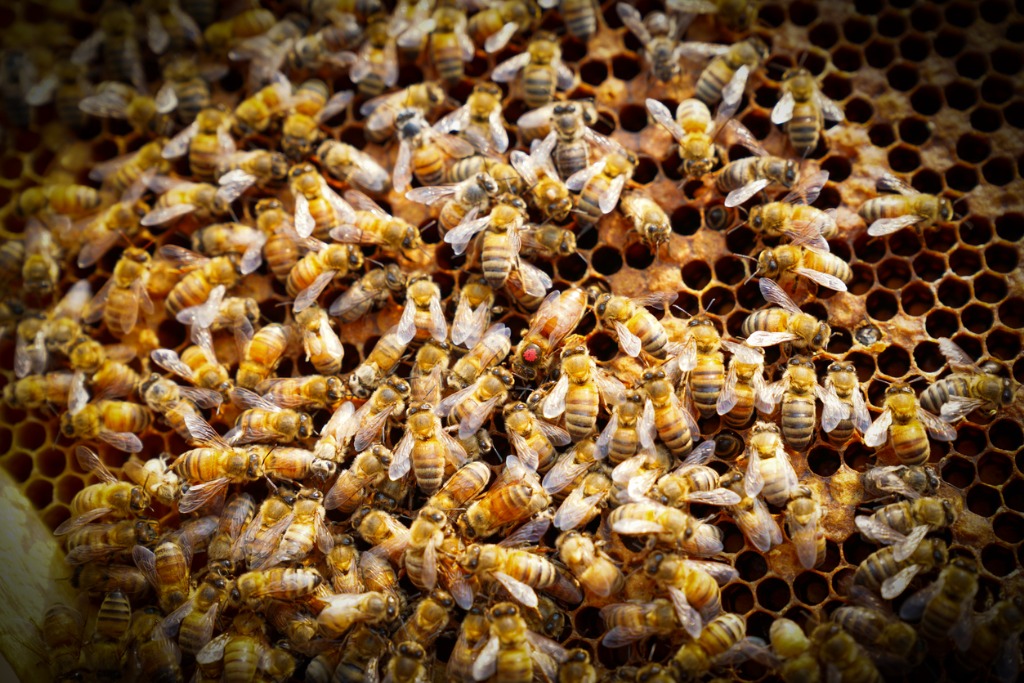 How Do Honey Bees Survive the Winter?
