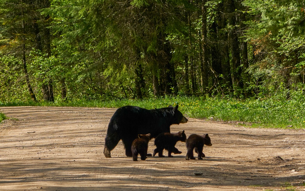 Wildlife Spotlight: Black Bears