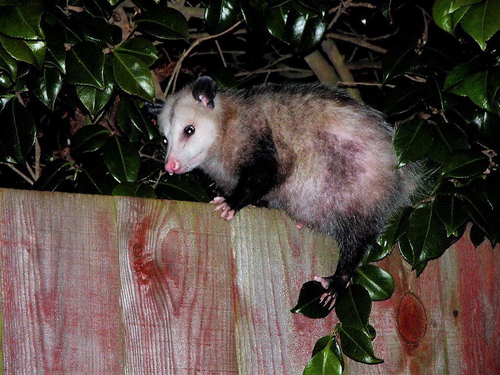Support Opossums and Combat Ticks