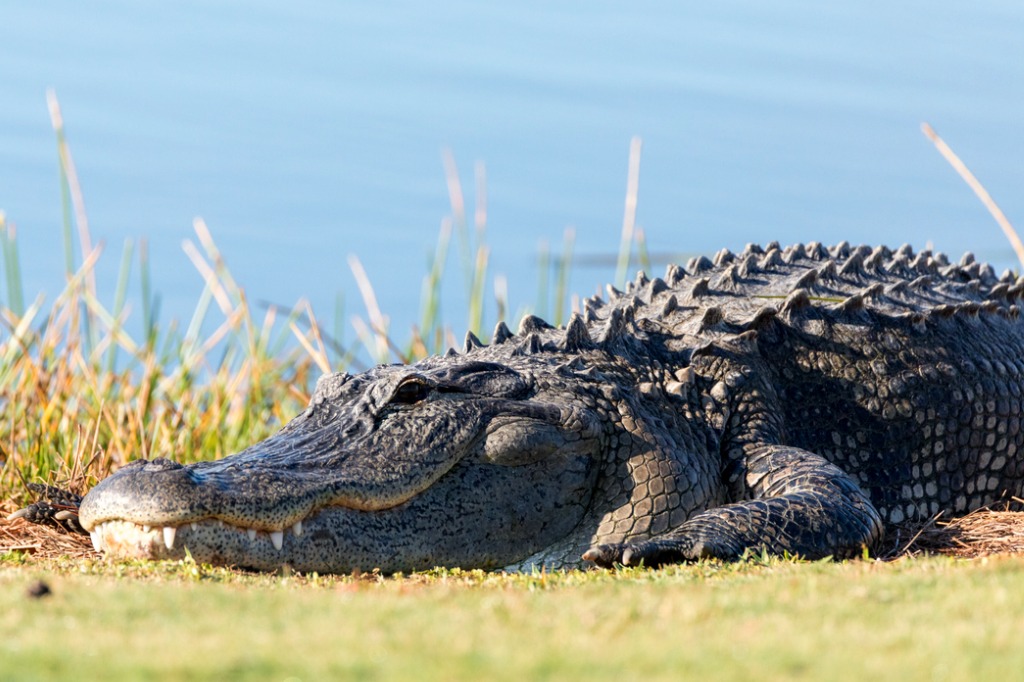 Alligator Safety Tips