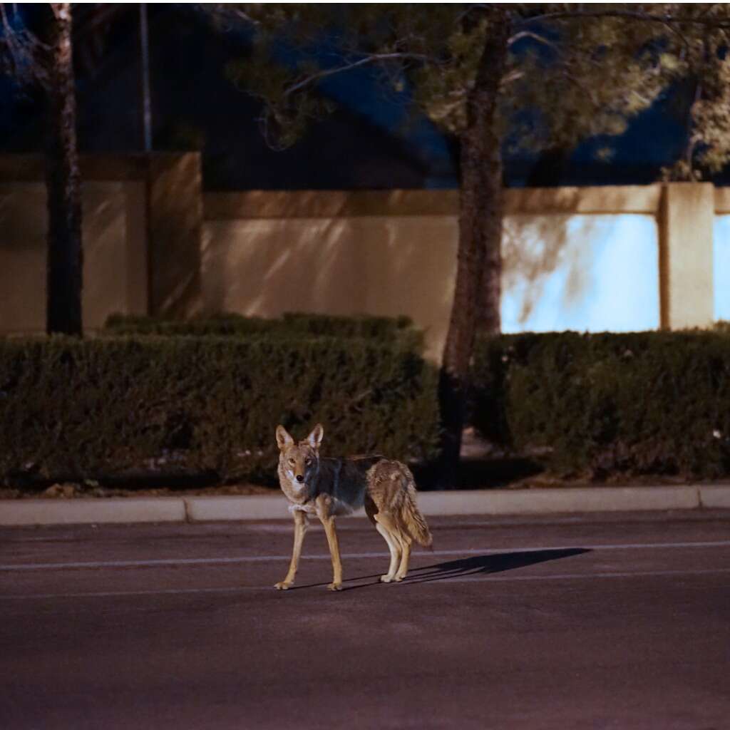 Are Coyotes in my Neighborhood Dangerous?