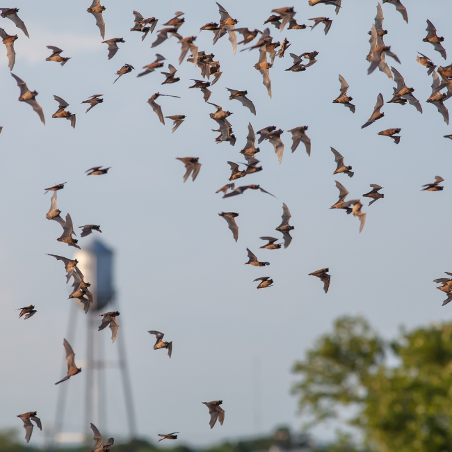 Pee Dee Wildlife Control Wildlife Spotlight Bats of South Carolina