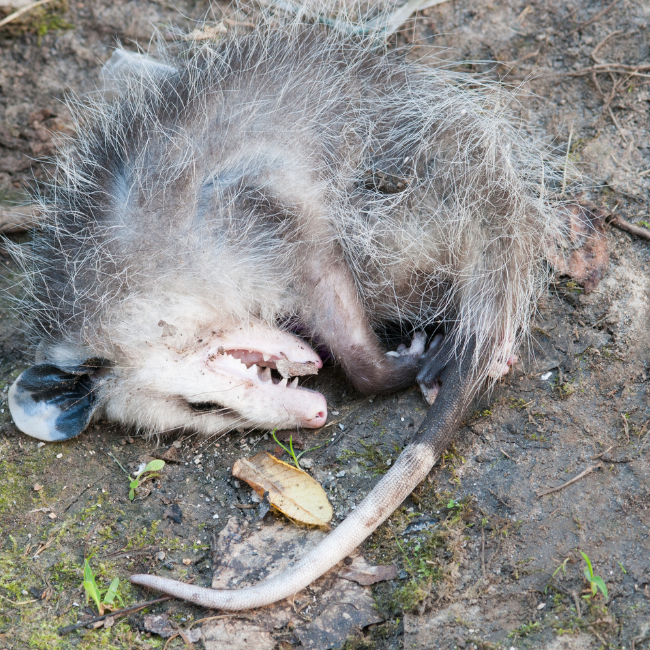 Pee Dee Wildlife Signs You Have a Dead Animal in Your Home