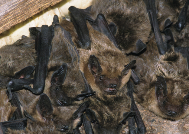 Pee Dee Wildlife Signs of a Bat Infestation You Need to Know
